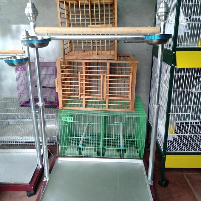 NEW TANGKRINGAN BURUNG KAKAK TUA ORI