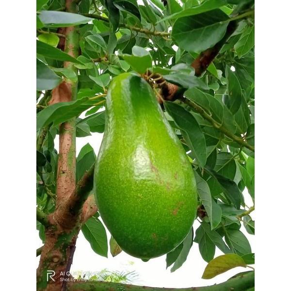 Bibit Alpukat Lilin Singkawang Ukuran 1Meter Okulasi Unggul
