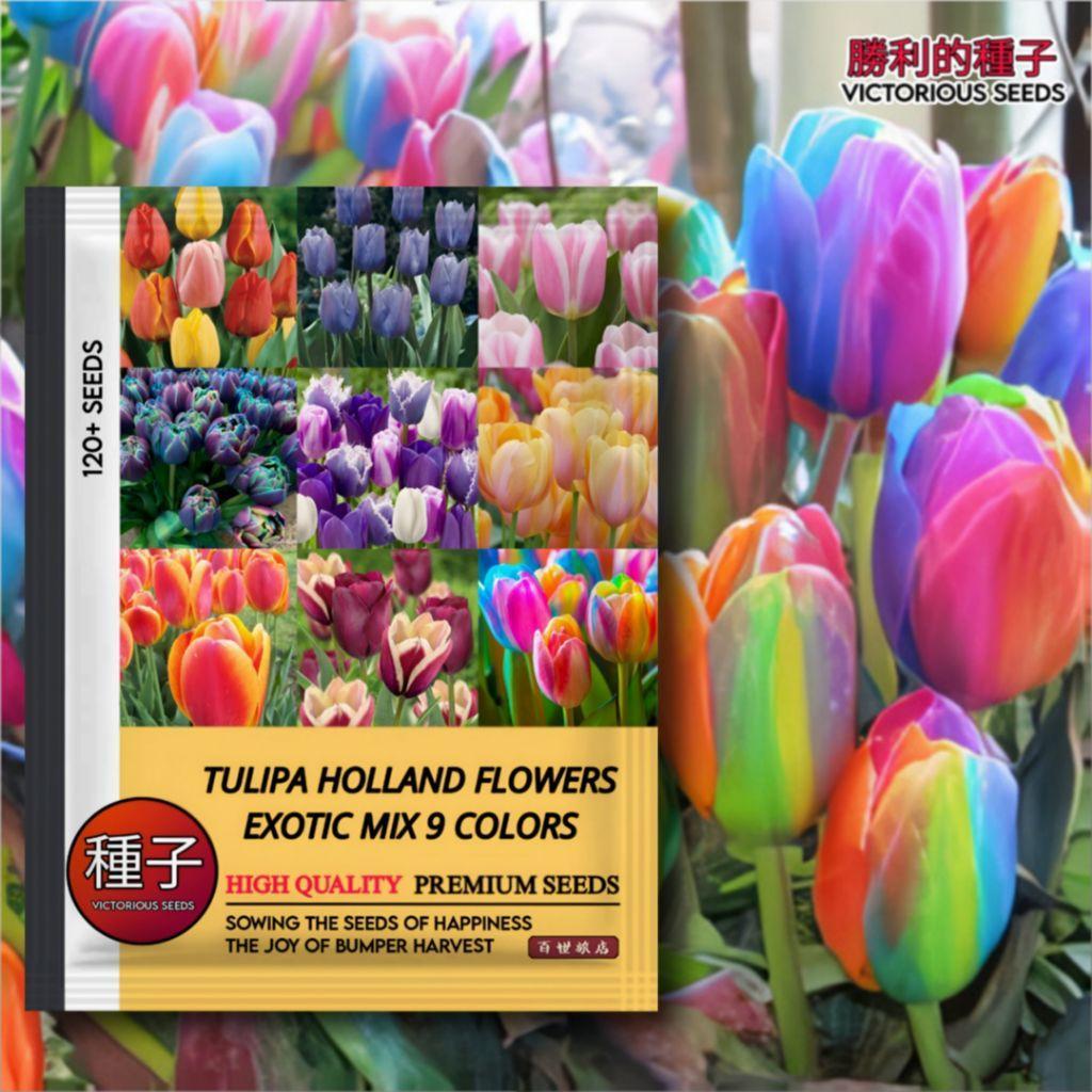120 Butir Benih Bunga Tulip Holland Mix 9 Warna | Bibit Bunga Tulip | Mudah Tumbuh