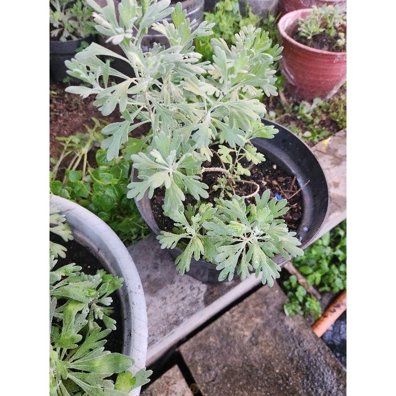 Benih Puyong Daun Lebar Super Mekar Segar Bibit Tanaman Puyong Suci / Puyung Pu Rong Furong Ju Pohon
