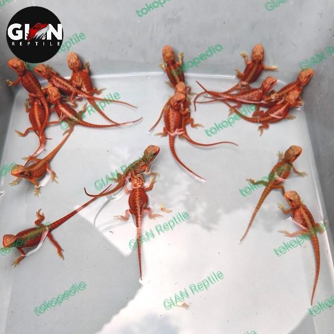 BEARDED DRAGON SUPER RED HYPO TRANS
