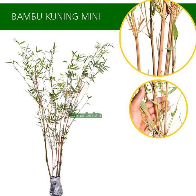 Tanaman Bambu Kuning Mini