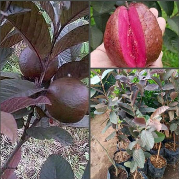 bibit pohon jambu kristal merah australia