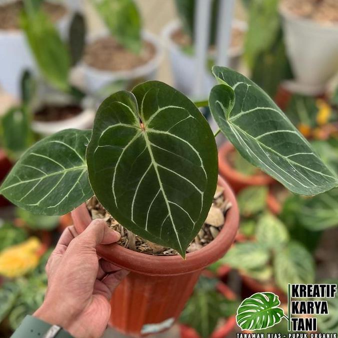 anthurium hoffmanii - anthurium hoffmanii hybird
