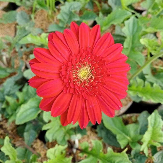 Tanaman bunga gerbera, hebras merah