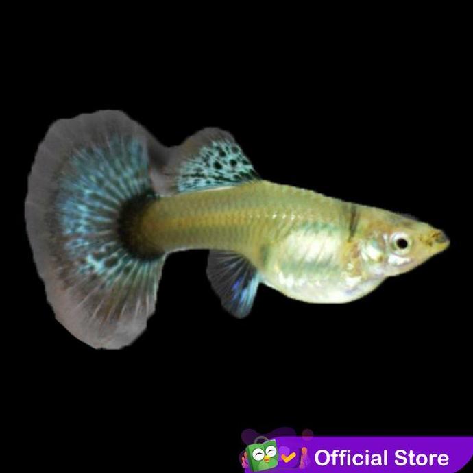 Fisch- Guppy Platinum Red Mozaik / Ikan Hias Air Tar Aquascape