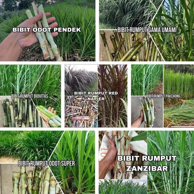 Bibit Rumput Mix 7 Jenis Bibit 2 kg (ODOT PENDEK, ODOT SUPER, BIOVITAS, GAMMA UMAMI, PAKCHONG, RED N