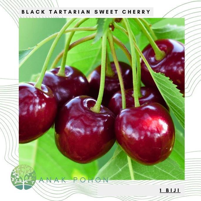 ready Benih Bibit Biji - Buah Ceri Hitam Manis Black Tartarian Sweet Cherry (Prunus avium) Seeds - I
