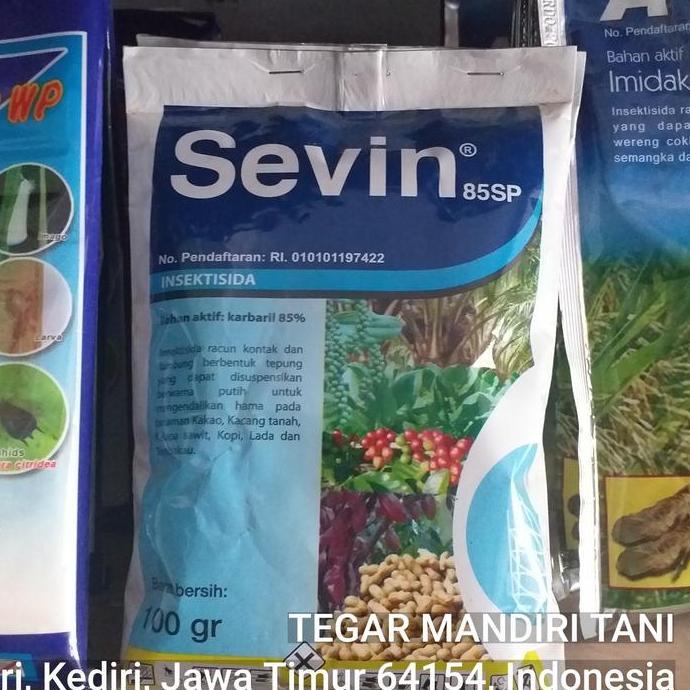 RACUN SEMUT DAN SERANGGA SEVIN