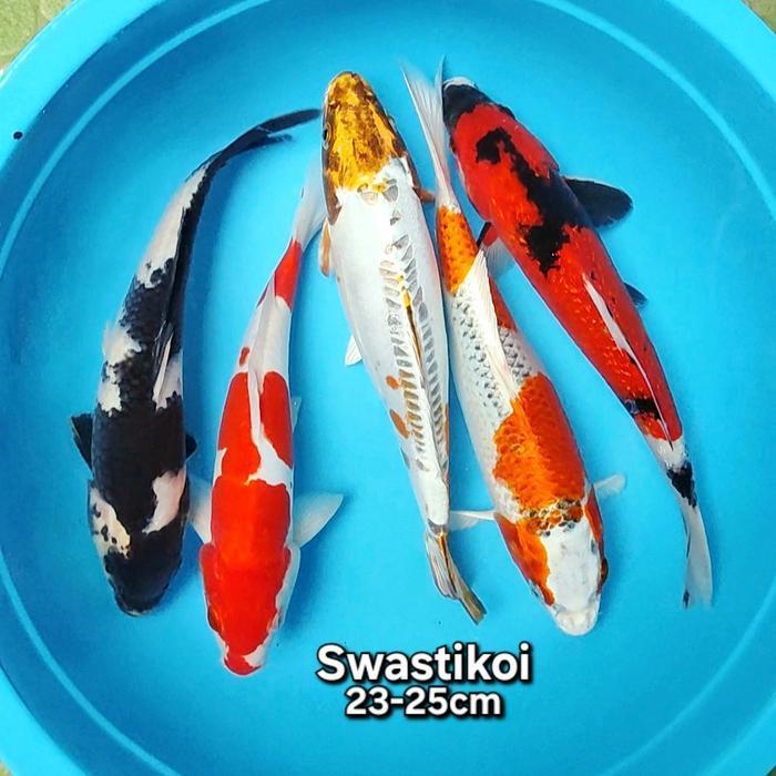Ikan Koi Blitar 5 Ekor Grade A