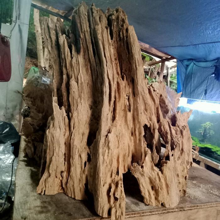 kayu rentek untuk mendekorasi aquarium aquascape
