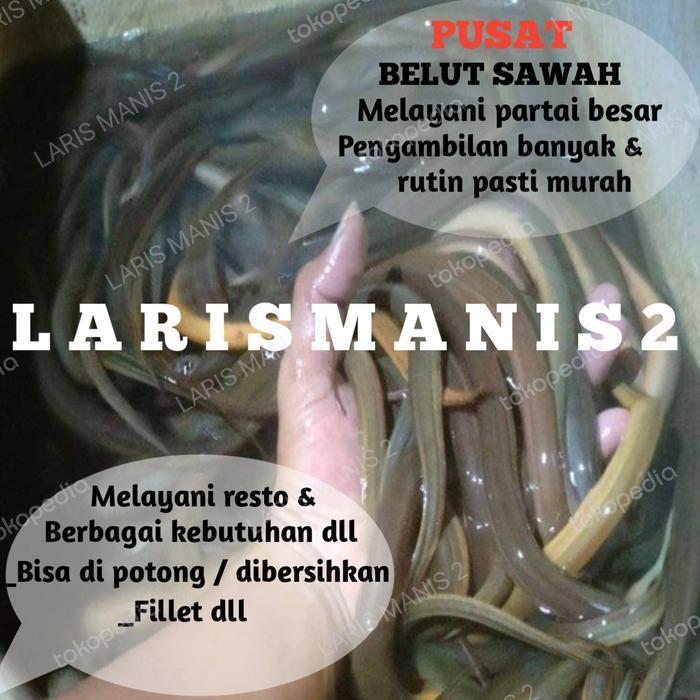 Belut sawah lindung sawah hidup 1000gram