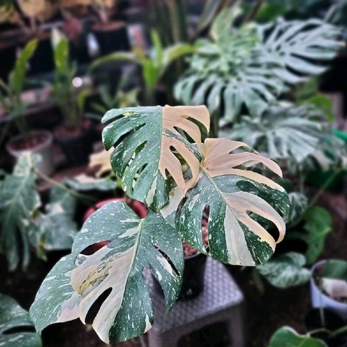 monthai philodendron Thai constellation