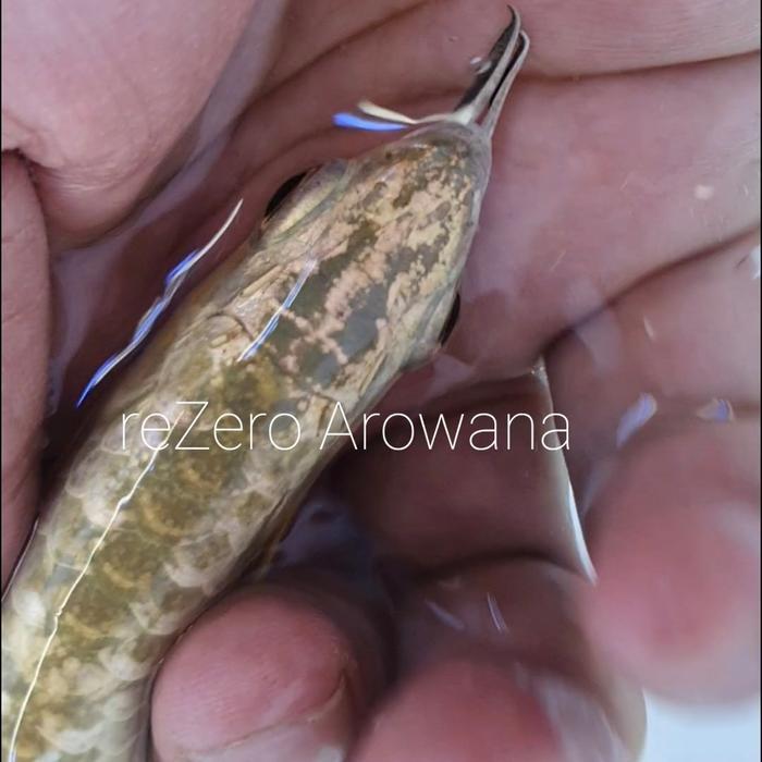 Cross Back/ Arwana/ XB24k/ Gold Head/ Arwana Emas