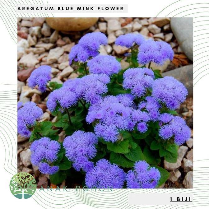 Benih Bibit Biji - Bunga Ageratum Blue Mink Floss Flower (Ageratum houstonianum) Seeds - IMPORT mura