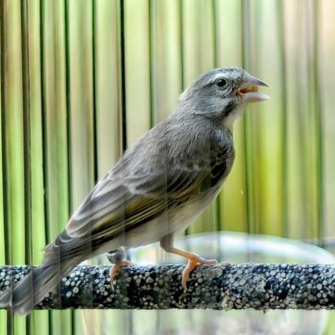 JEWAWUT 500 GRM PAKAN BIJI JEWAWUT BIJI KUNYIT UNTUK BURUNG PERKUTUT RED SISKIN KENARI LOVEBIRD
