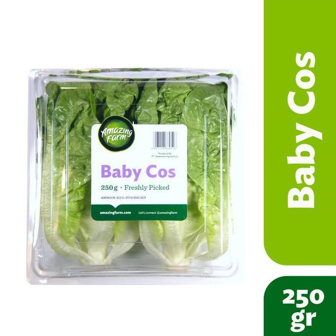 Baby Romaine Cos Lettuce 250 gram Amazing Farm