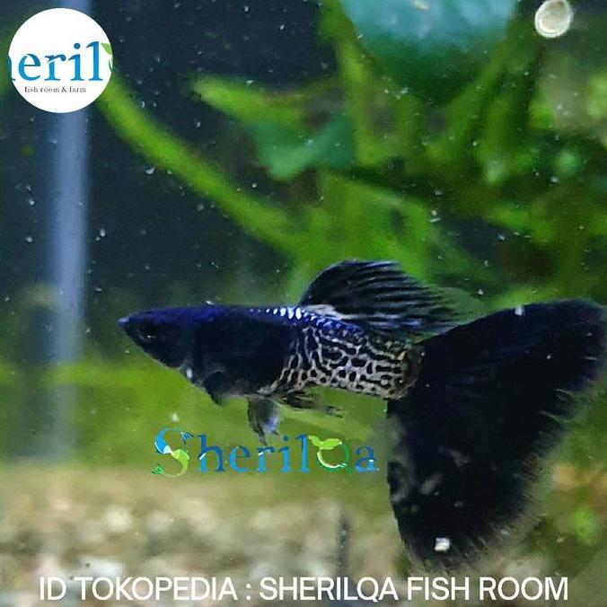 Guppy Metal Snake Skin Blue Tail / Guppy Mssbt