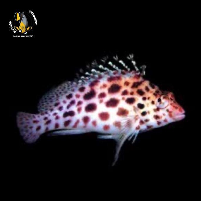 Ikan hias laut kerapu loncat / pixy hawkfish