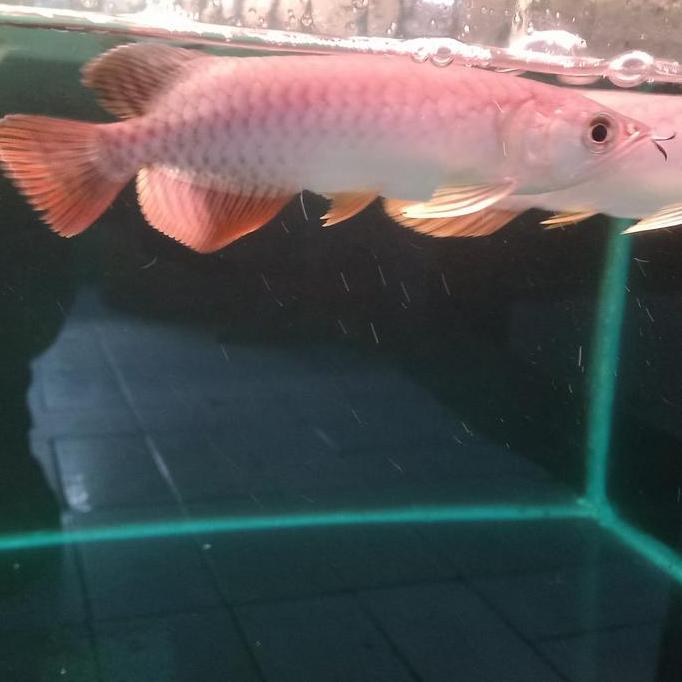 FYP ARWANA GOLDEN RED MURAH //