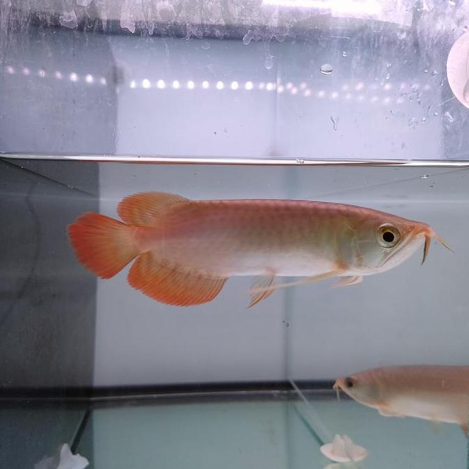 // IKAN ARWANA SUPER RED *