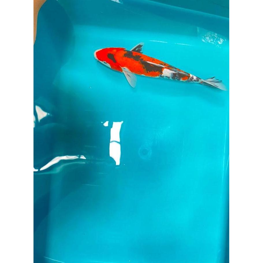 VIRALL IKAN KOI SHOWA BLITAR 26-30CM GRADE A+ *