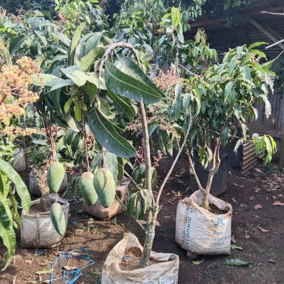 BIBIT POHON MANGGA KIOJAY THAILAND SUDAH BERBUNGA/BERBUAH