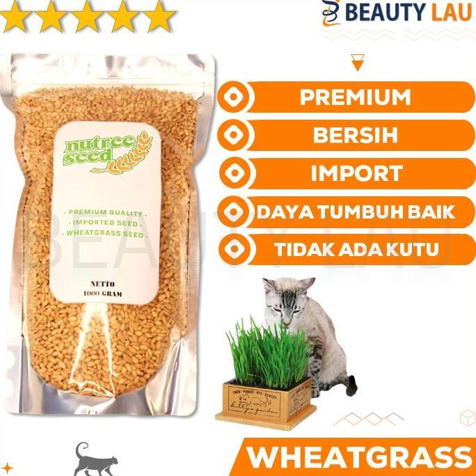 GROSIR BENIH WHEATGRASS 1KG BIBIT RUMPUT GANDUM KUCING MICROGREEN SEED