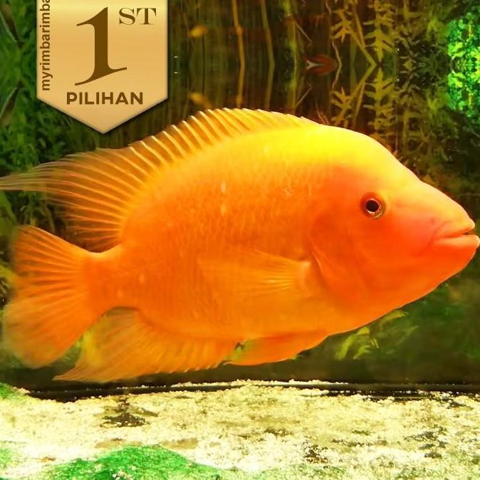 Paket Baby (isi 5) Red Devil Cichlid Ikan Hias Predator Hiasan Aquarium Tanaman Aquascape