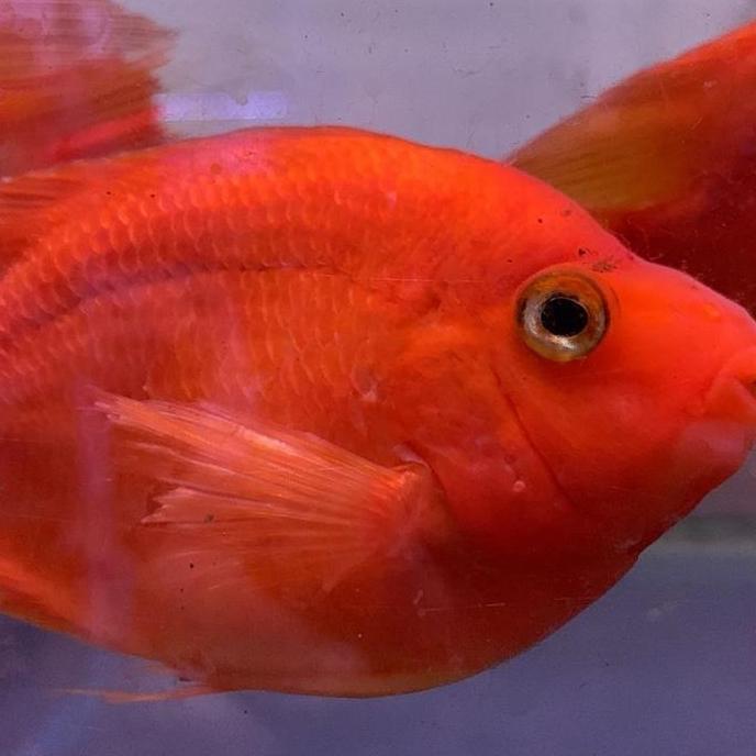 Red Parrot JUMBO Ikan Hias Aquascape Hiasan Aquarium Tanaman Air Tawar