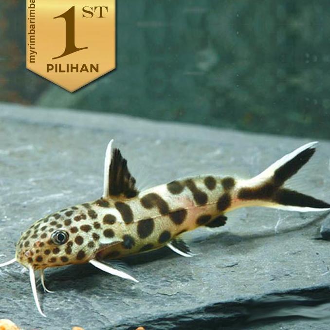 Petricola Totol Ikan Hias Aquascape Hiasan Aquarium Tanaman Air Tawar
