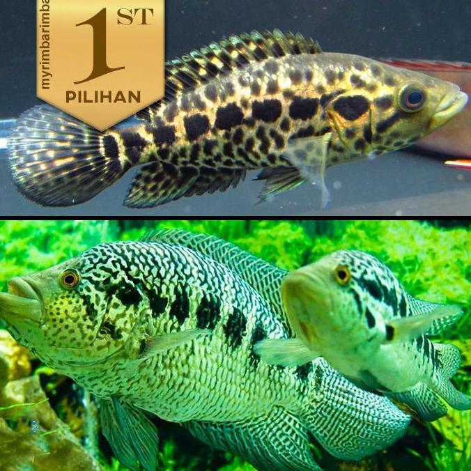 Jaguar Cichlid Managuense Ikan HIas Aquascape Hiasan Aquarium Tanaman