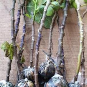 bibit tanaman buah tin cangkok indukan sudah buah (campuran) termurah