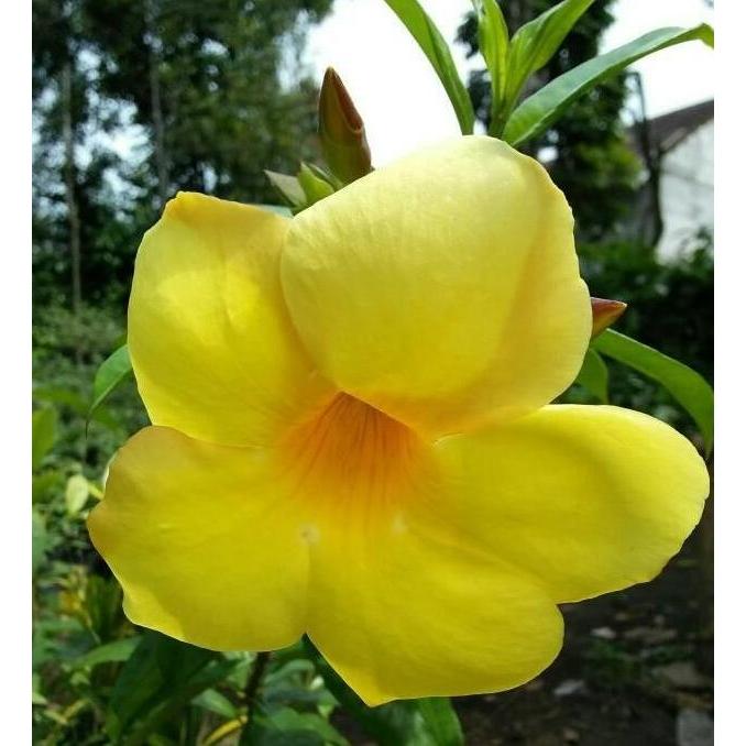 Tanaman hias bibit bunga alamanda kuning - Pohon bunga alamanda kuning