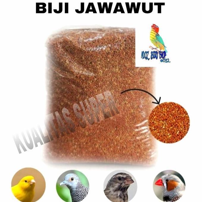 Jawawut/Jewawut Biji Sekoi Kunyit Pakan Kenari Finch Blackthroat Dll