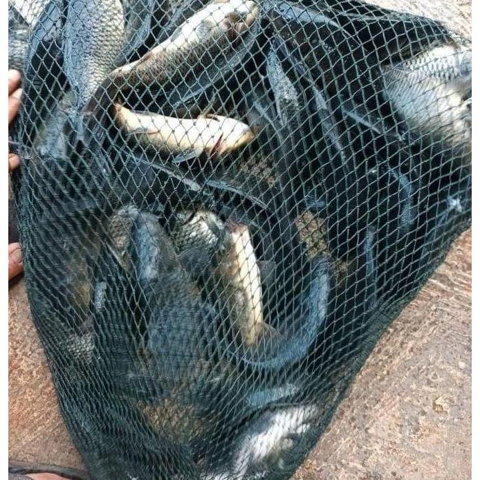Veii- New- Essen Oplosan Daging Salmon Cabe, Essen Paling Gacor Buat Target Ikan Mas Rame & Ikan Bal