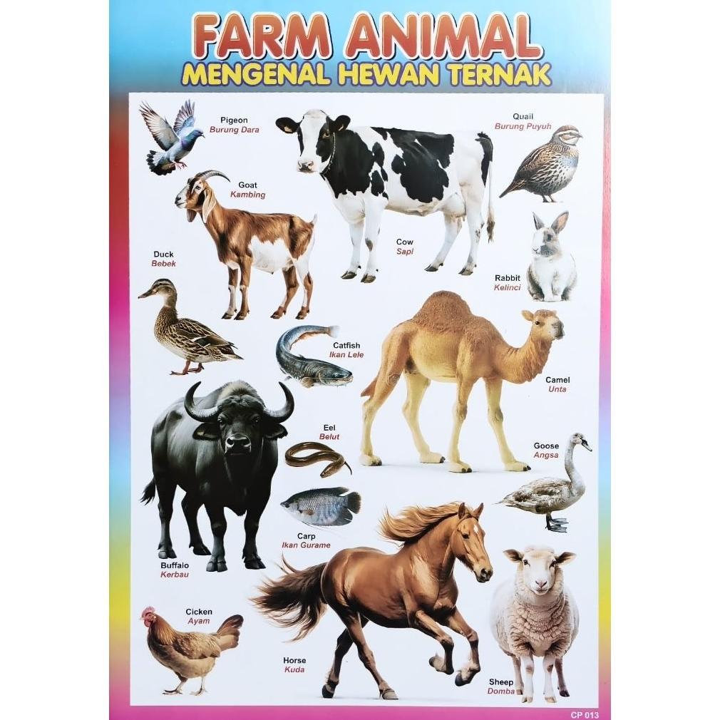Termurah Poster Edukasi Anak / Hewan Peliharaan