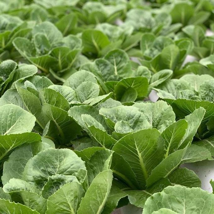Terbaik Benih lettuce Romaine Verapas Bejo seed - Import Terimakasih