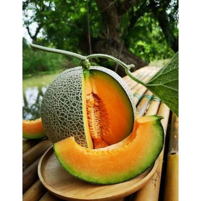 4 Biji Benih Buah Melon Orange Bangkok - Bibit Melon Orange