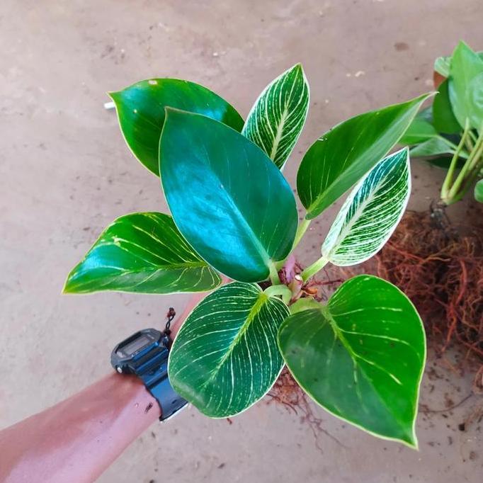 tanaman hias philodendron birkin varigata - philo Birkin - indoor