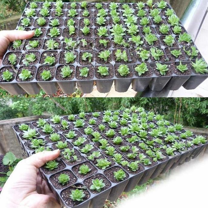 [10PCS]Nampan Semai Nampan Tanam Nampan Semai Lada Nampan Semai Kelapa Sawit Nampan Semai Nampan Sem