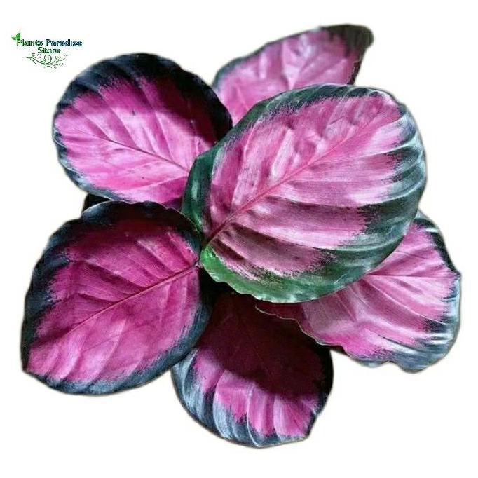 Calathea crimson - tanaman calathea pink -  tanaman hias calathea crimson