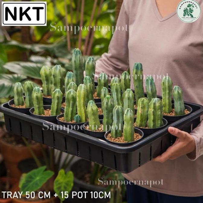 1 SET TRAY + 15 PCS POT HITAM 10CM | TRAY NKT 50CM | TRAY SEMAI BIBIT