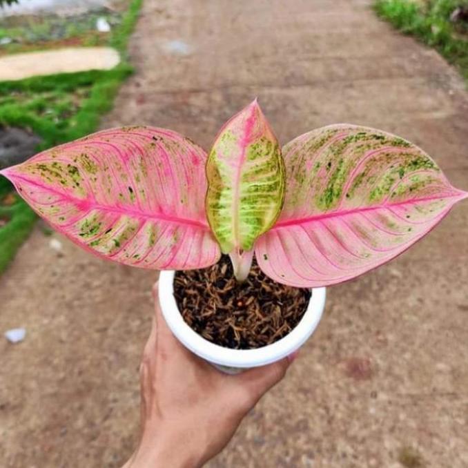 Tanaman hias aglonema Romantic love - Aglonema RL - Aglonema Koleksi