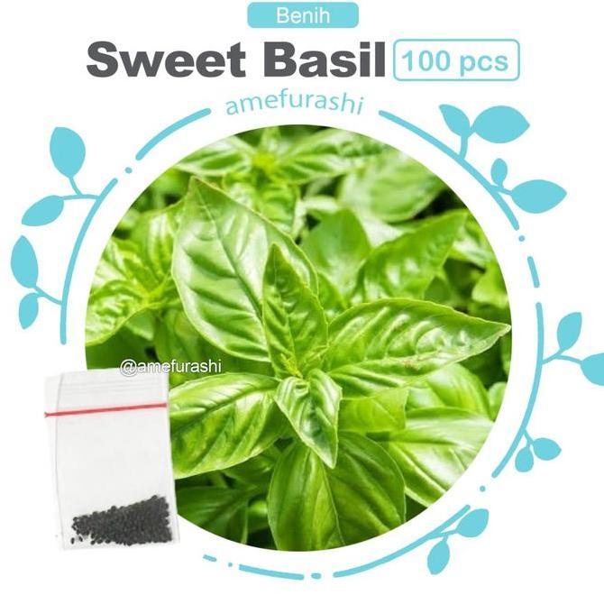 Pilihan- Benih Herb Stevia Mudah Tumbuh Benih Berkualitas Unggulan Termurah