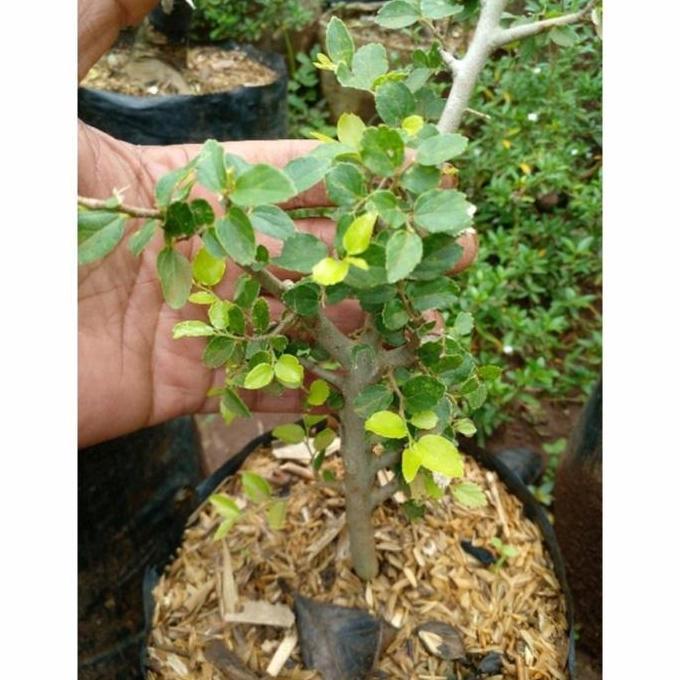 Bahan Bonsai Phusu Bintang