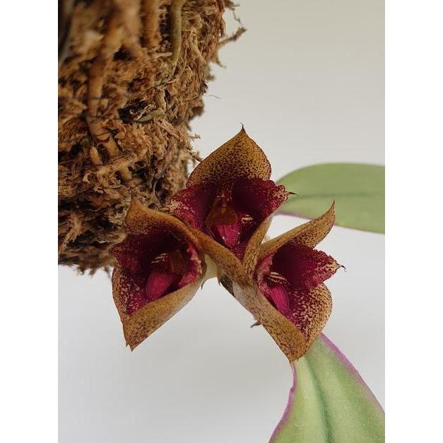 Anggrek Bulbophyllum Macrobulbon (Anggrek Dasi)