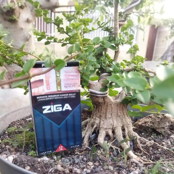 Bahan Bonsai Sancang Program Akar/ Bonsai Sancang Size Mame