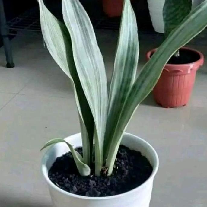 tanaman lidah mertua silver