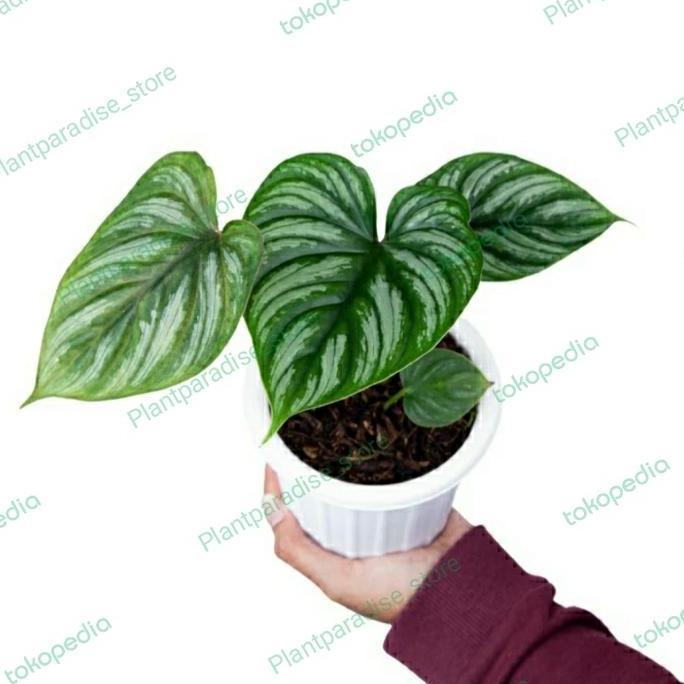 Philodendron mamei silver cloud - tanaman hias philodendron mamei